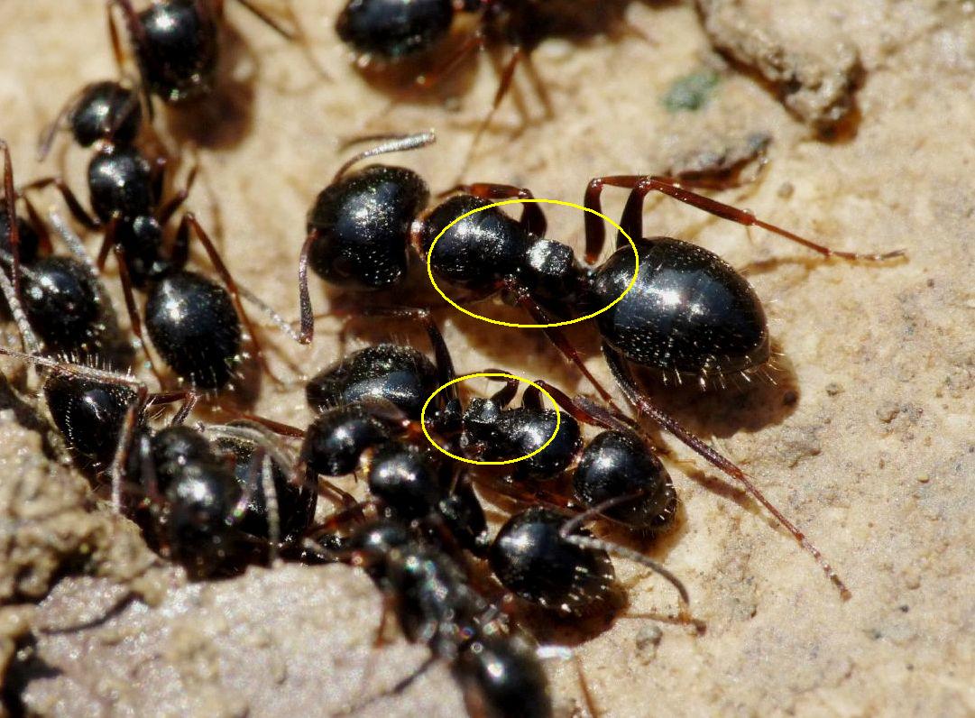 Formiche nere da determinare - Camponotus piceus